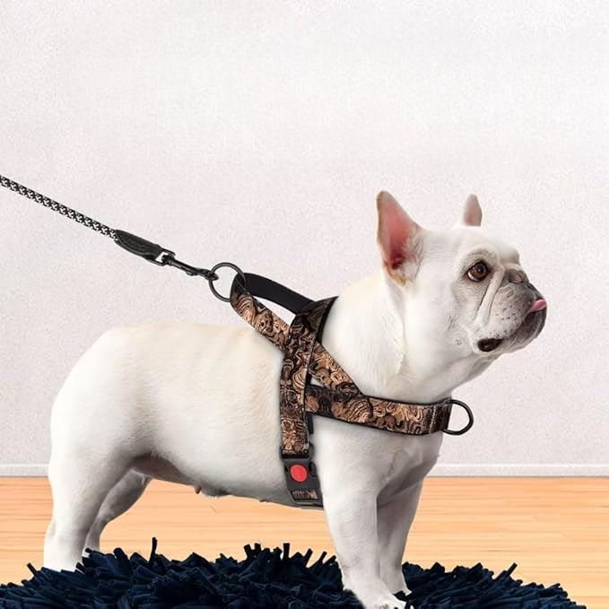 Harnais pour Chien - DogSafeHarness™ - Noir Doré - Toutou Paradis