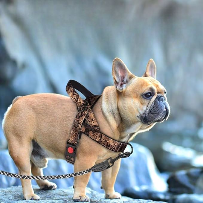 Harnais pour Chien - DogSafeHarness™ - Noir Doré - Toutou Paradis