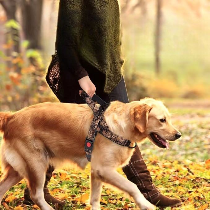 Harnais pour Chien - DogSafeHarness™ - Noir Doré - Toutou Paradis