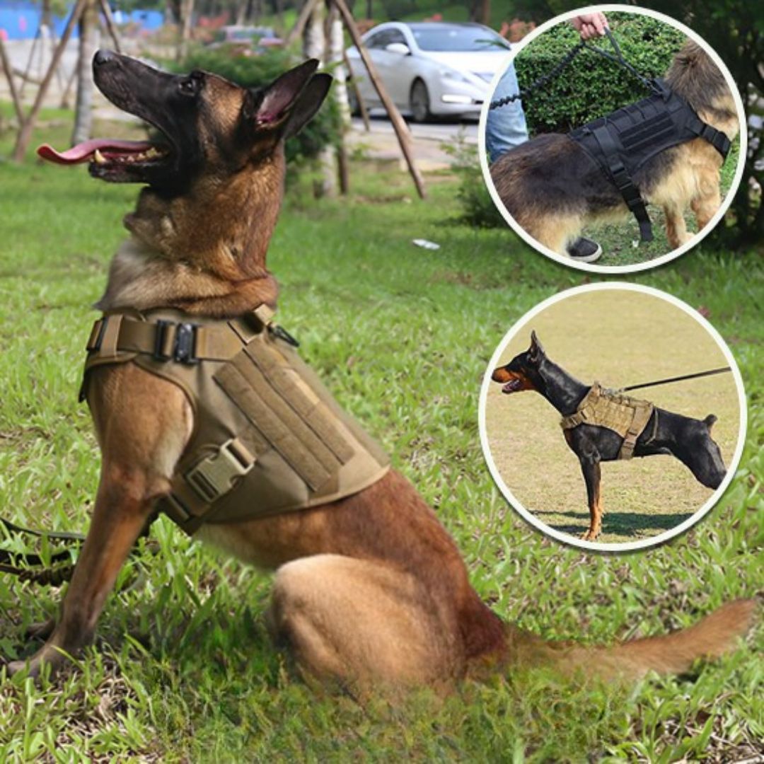 Harnais pour chien | WoofWarrior - Toutou Paradis