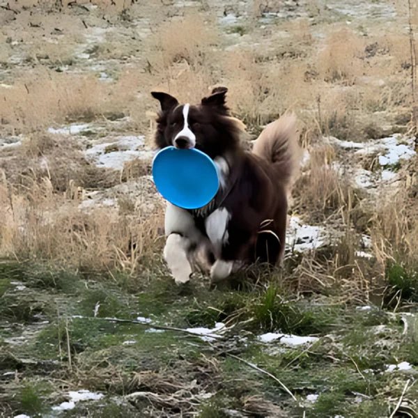 Frisbee - FlyDog™ - Bleu - Toutou Paradis