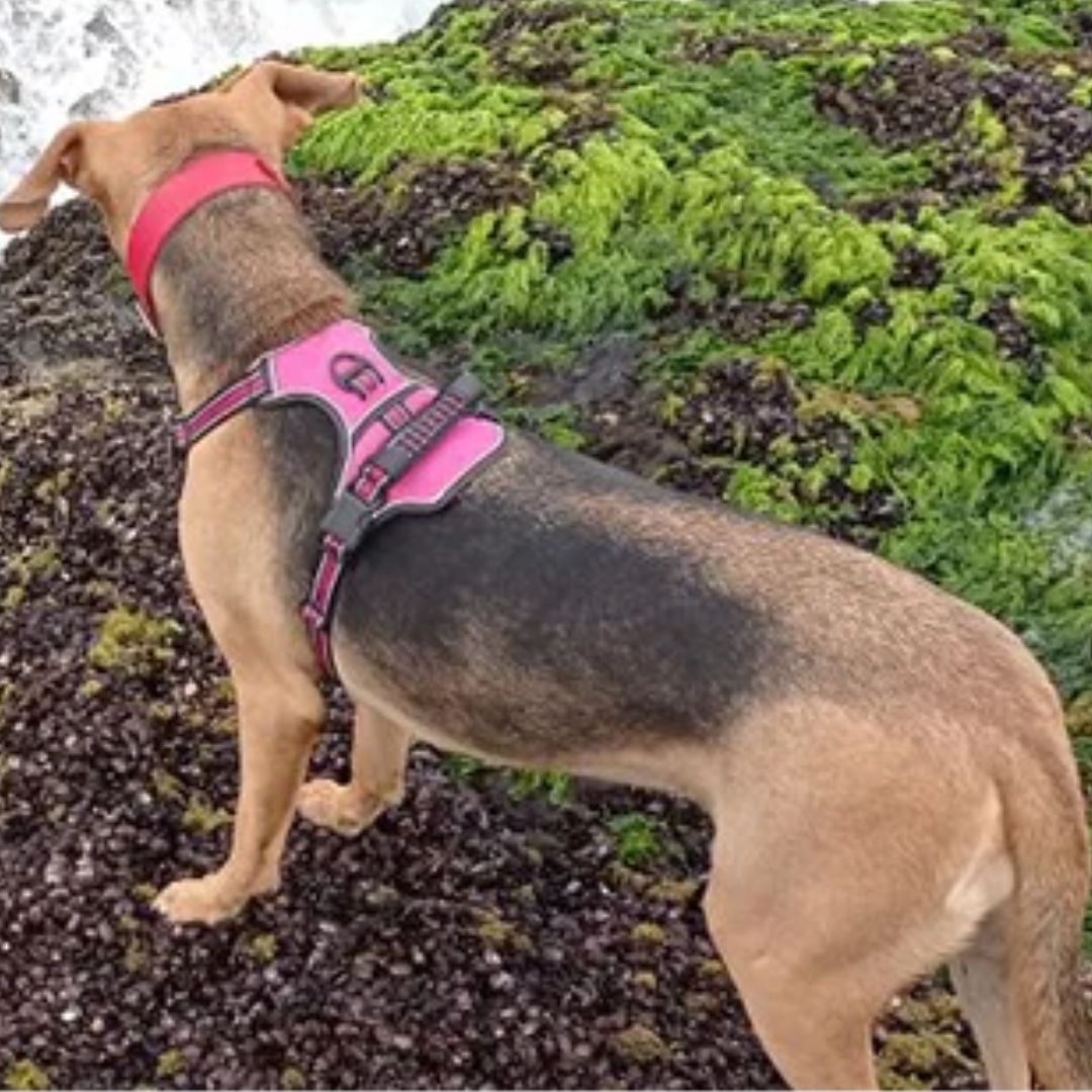 harnais anti traction chien en montagne