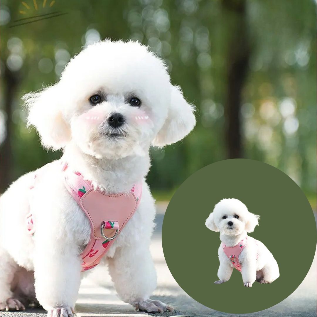 Harnais petit chien ǀ ToutouPro™ - Lyon - Toutou Pros