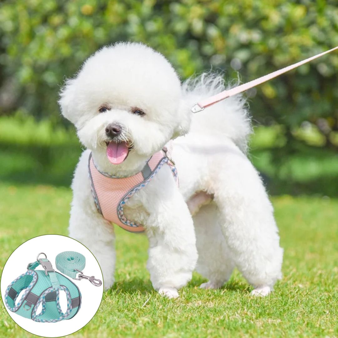 harnais petit chien vert