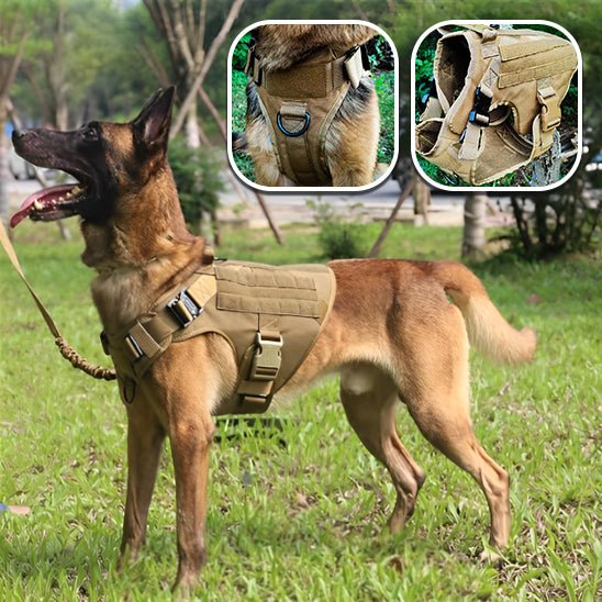 Harnais pour chien | WoofWarrior - Toutou Paradis
