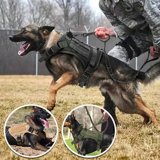 Harnais pour chien | WoofWarrior - Toutou Paradis
