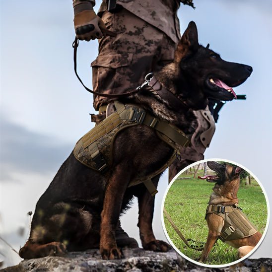 Harnais pour chien | WoofWarrior - Toutou Paradis