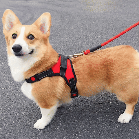 toutou avec harnais chien mignon