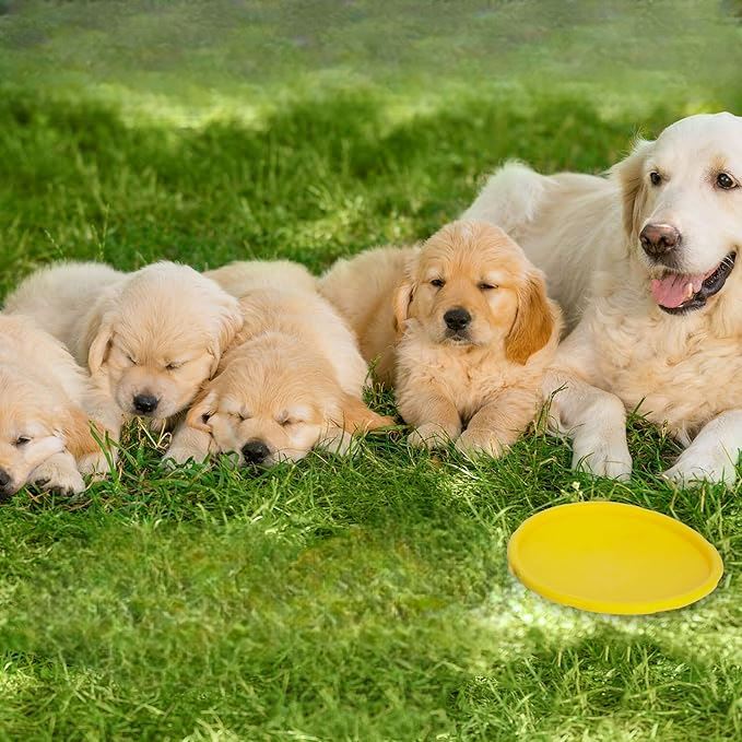 Frisbee - FlyDog™ - Jaune - Toutou Paradis