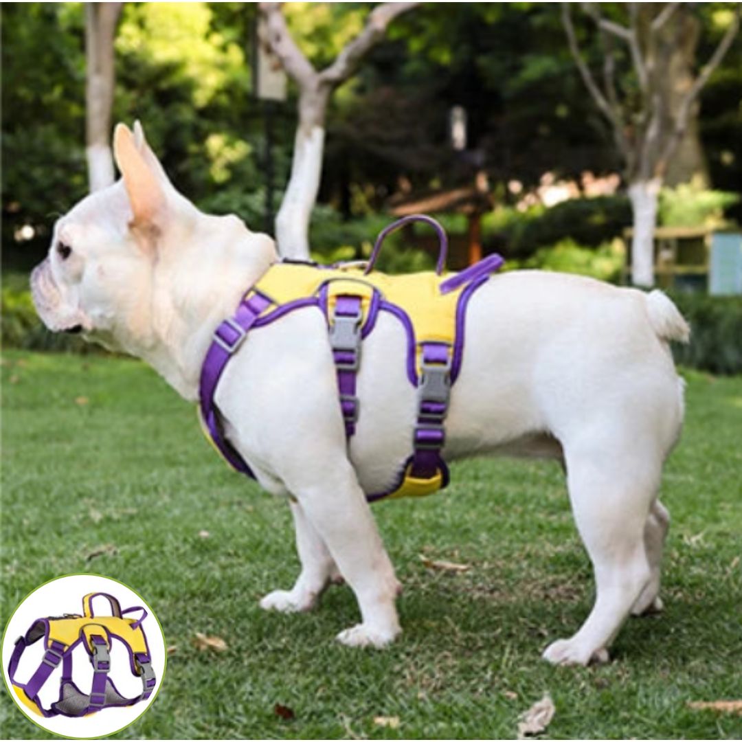 Harnais pour chien ǀ ToutouPro™ - Lyon - Toutou Pros
