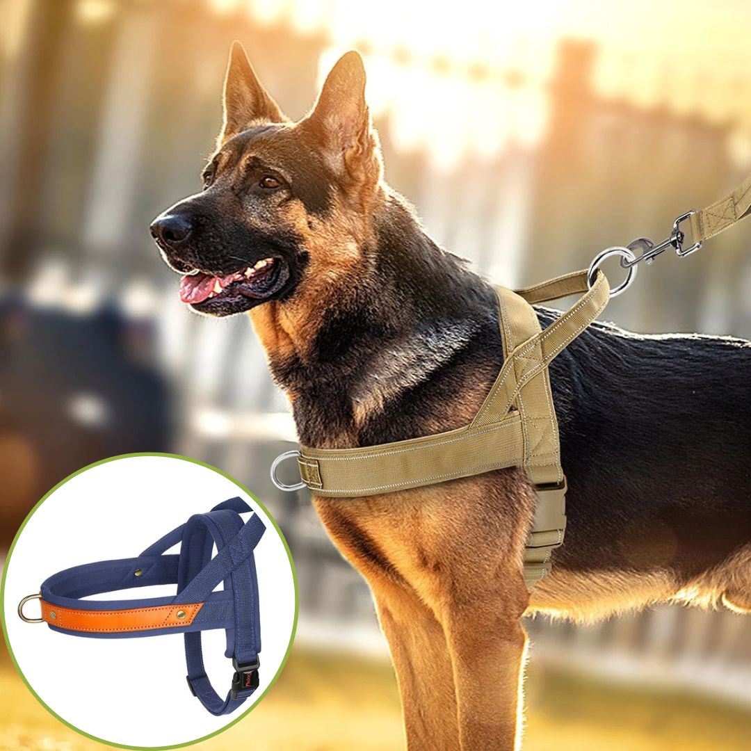 harnais anti traction bleu fonce