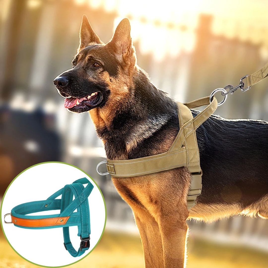 harnais anti traction bleu pur