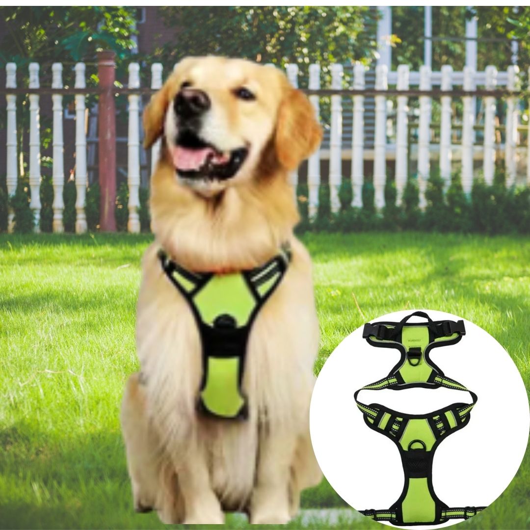 harnais anti traction chien jaune