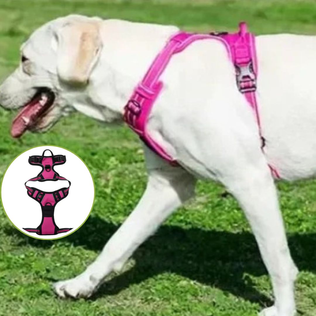 harnais anti traction chien la rosette