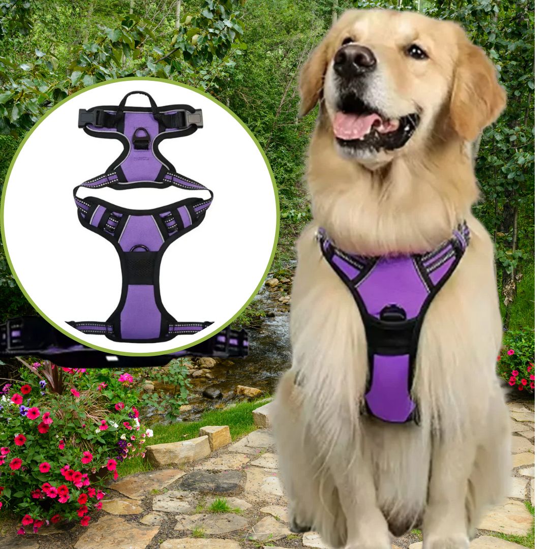 harnais anti traction chien la violette