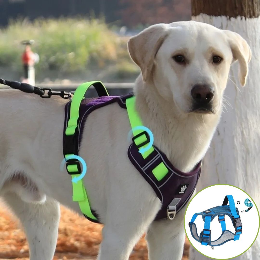 harnais anti traction chien le bleu