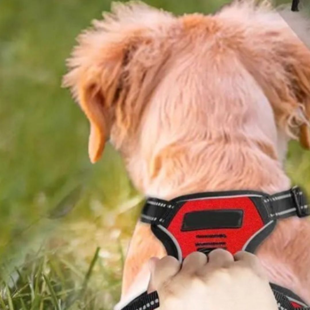harnais anti traction chien le rouge ma variante