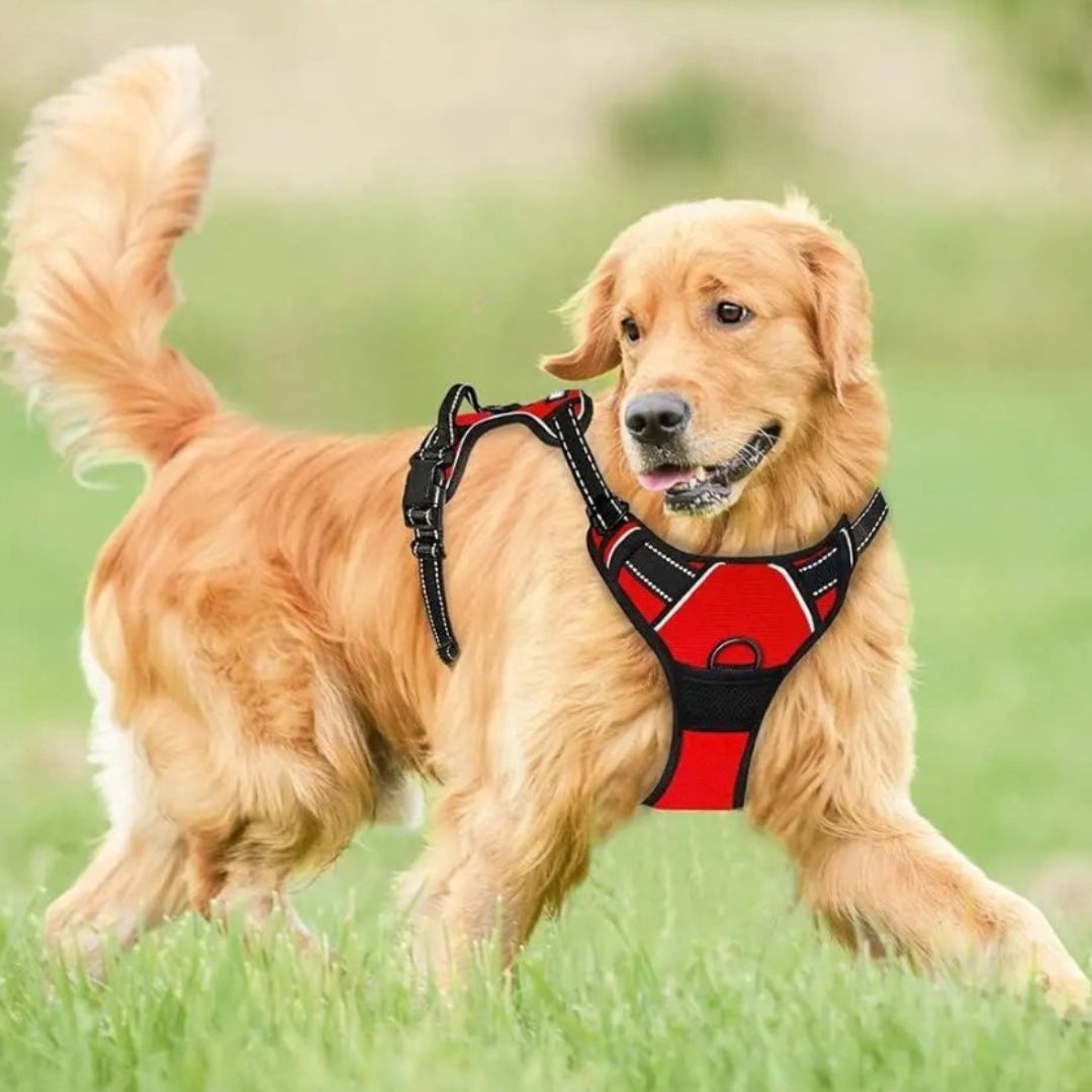harnais anti traction chien les rougettes veritables