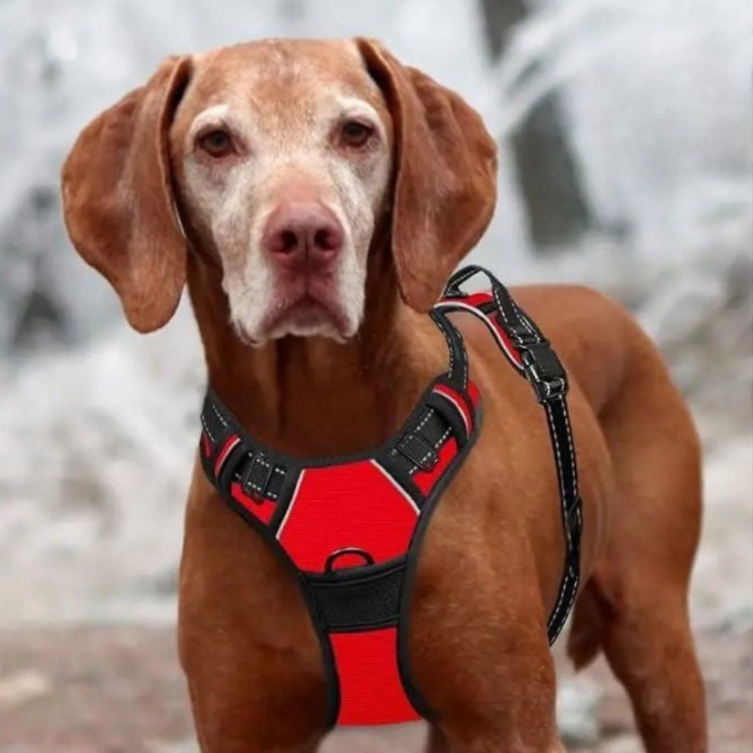 harnais anti traction chien les rougettes