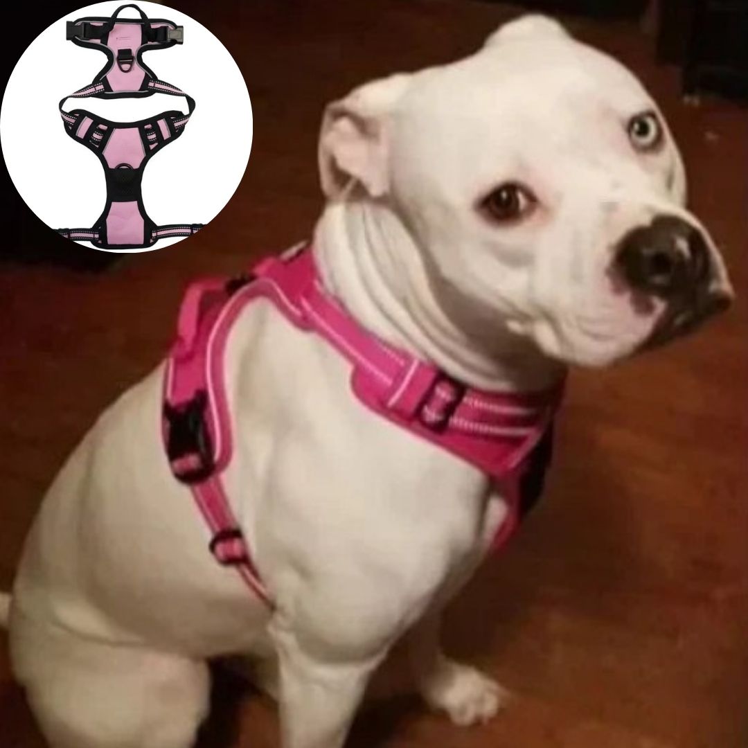 Harnais anti traction chien ǀ ToutouPro™ - Paris - Toutou Pros