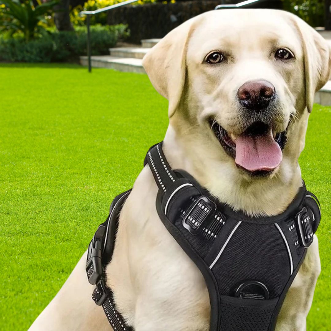 harnais anti traction chien noir veritable