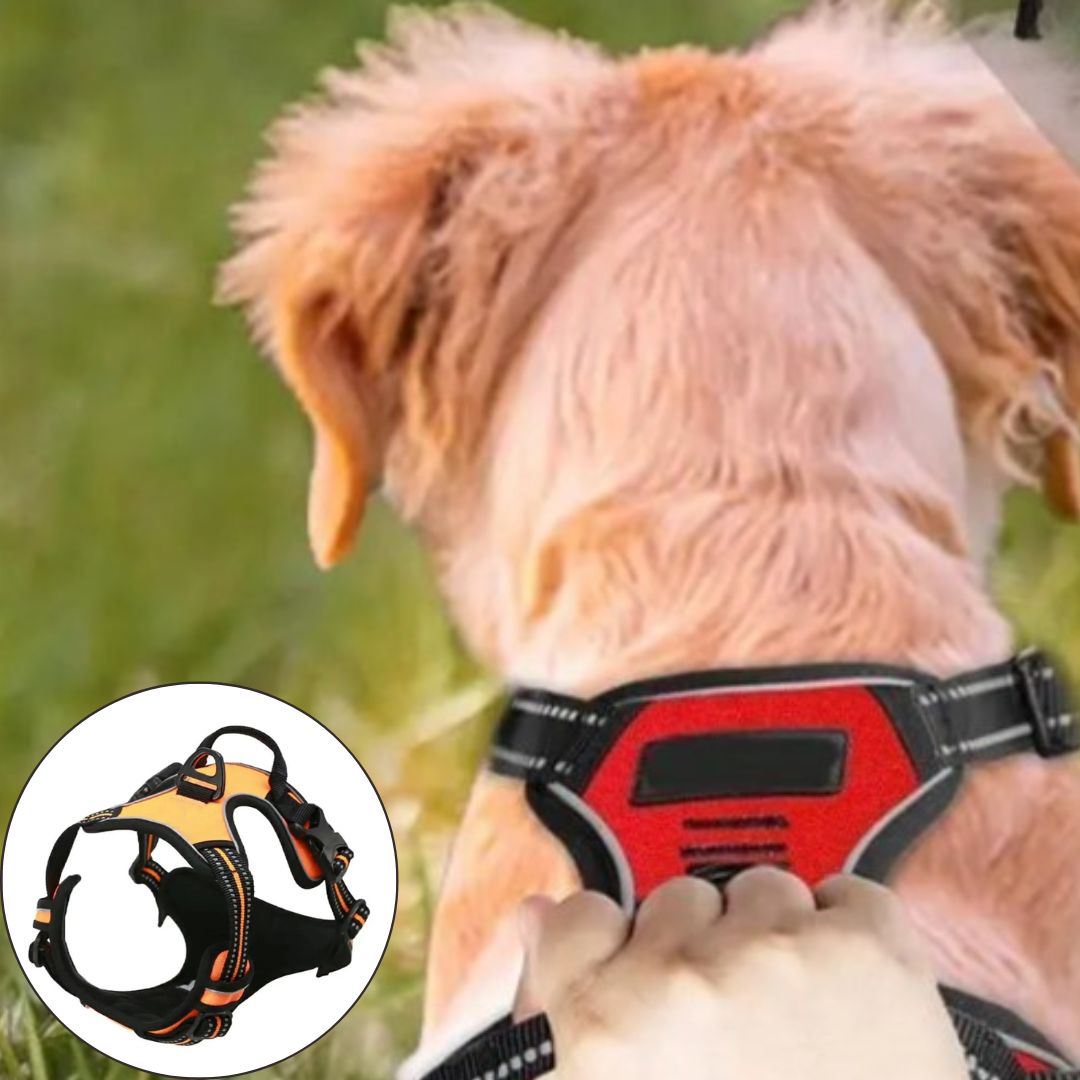 harnais anti traction chien orange variante