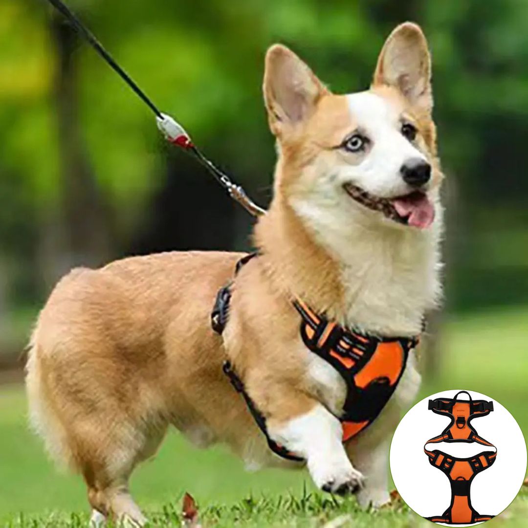 Harnais anti traction chien ǀ ToutouPro™ - Paris - Toutou Pros