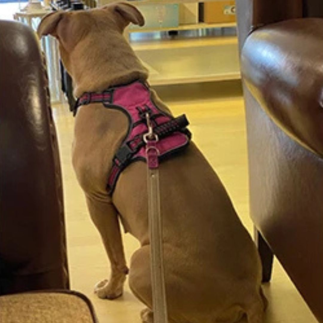 Selected Variant Image