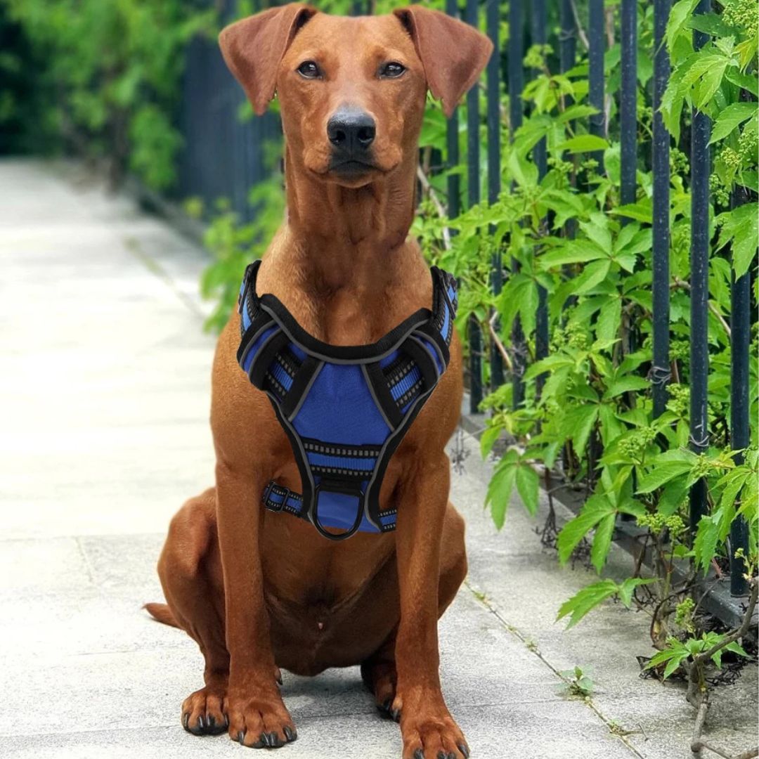 harnais anti traction chien regard doux