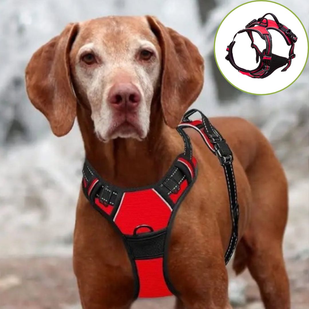 harnais anti traction chien rougette variante