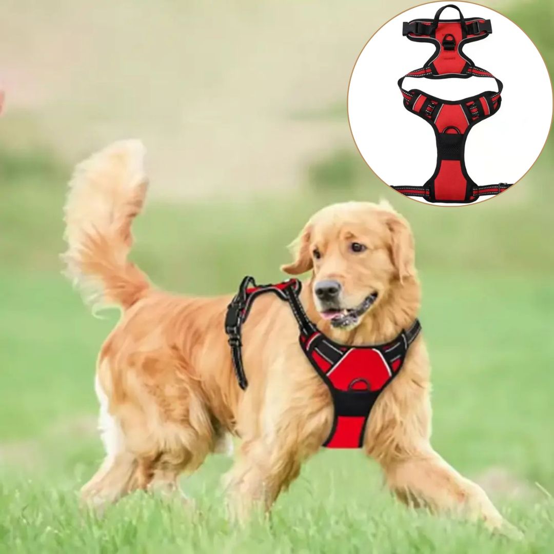 harnais anti traction chien rougette