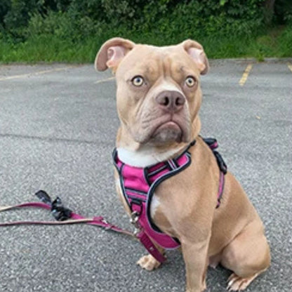 harnais anti traction chien sur parking