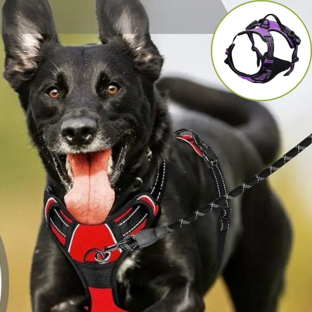 harnais anti traction chien violette variante