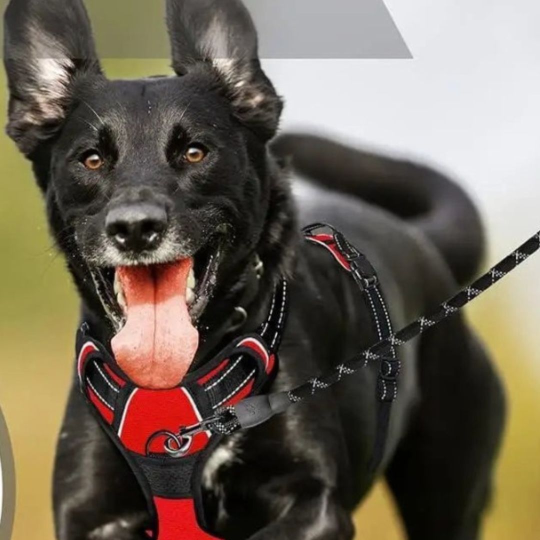 harnais anti traction chien violette