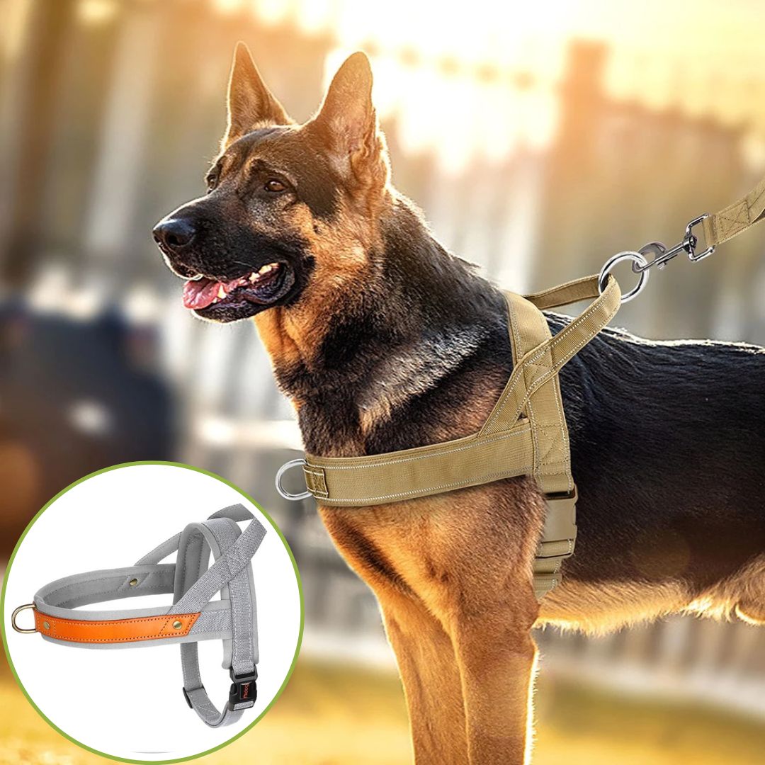 harnais anti traction gris clair