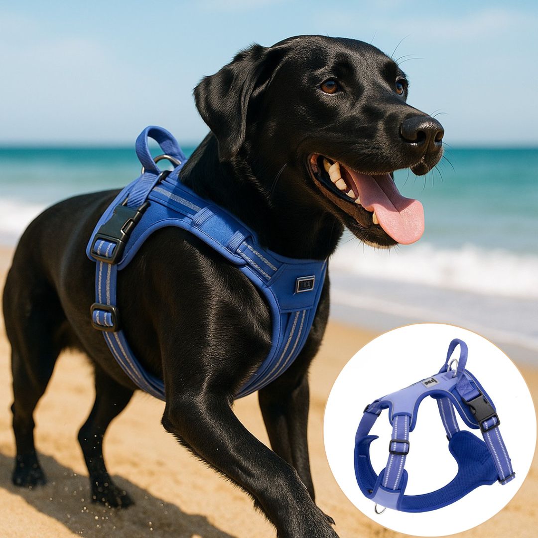 harnais chien anti traction bleu variante