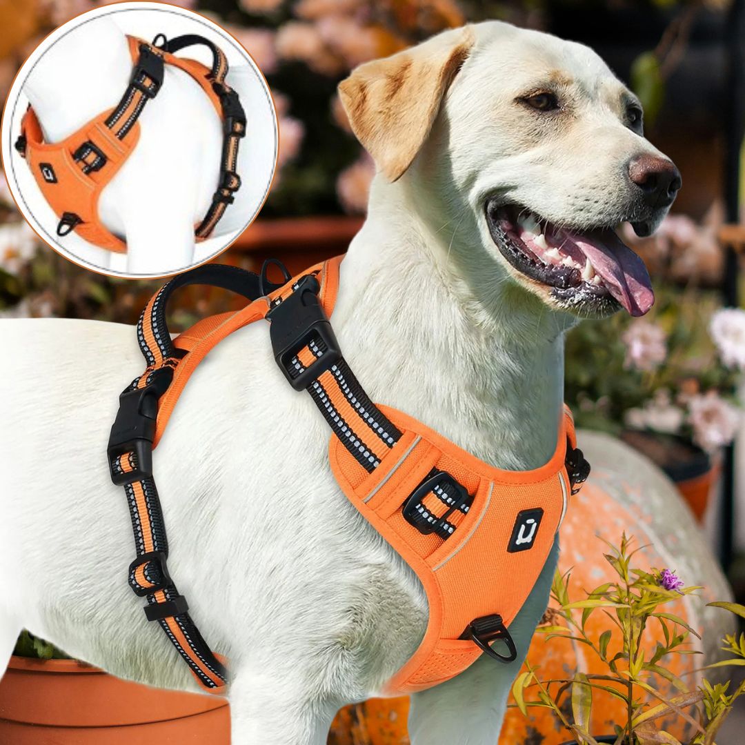 Harnais chien anti traction ǀ ToutouPro™ - Bordeaux - Toutou Pros