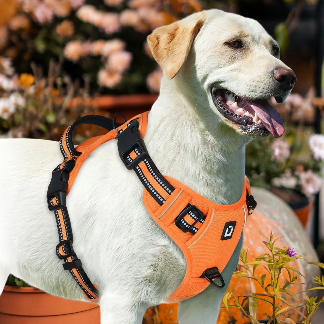 harnais chien anti traction l orange