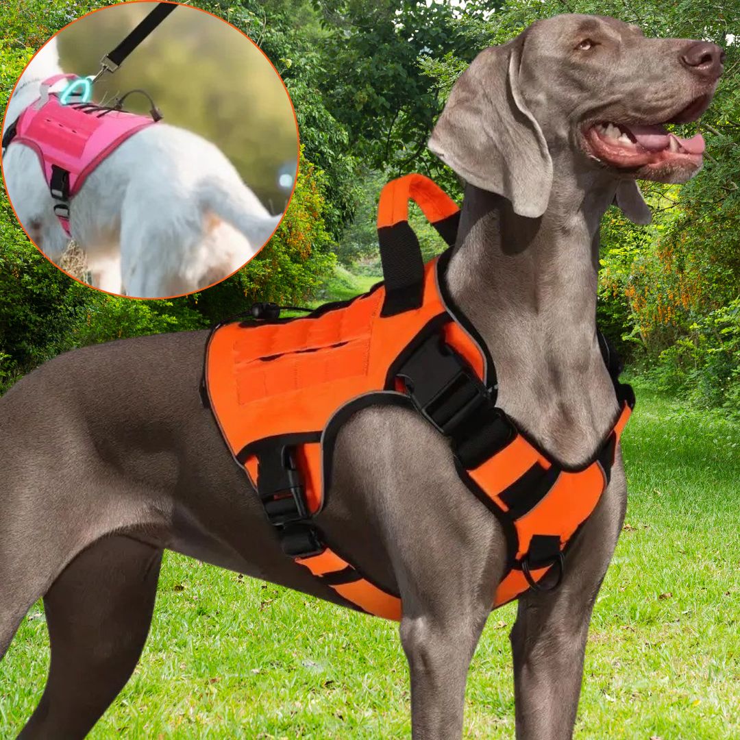 Harnais chien anti traction ǀ ToutouPro™ - Lyon - Toutou Pros