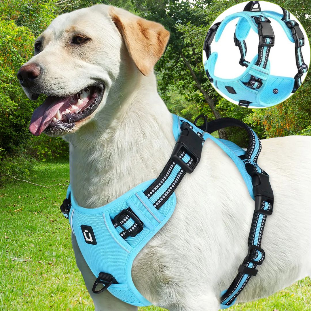 Harnais chien anti traction ǀ ToutouPro™ - Bordeaux - Toutou Pros