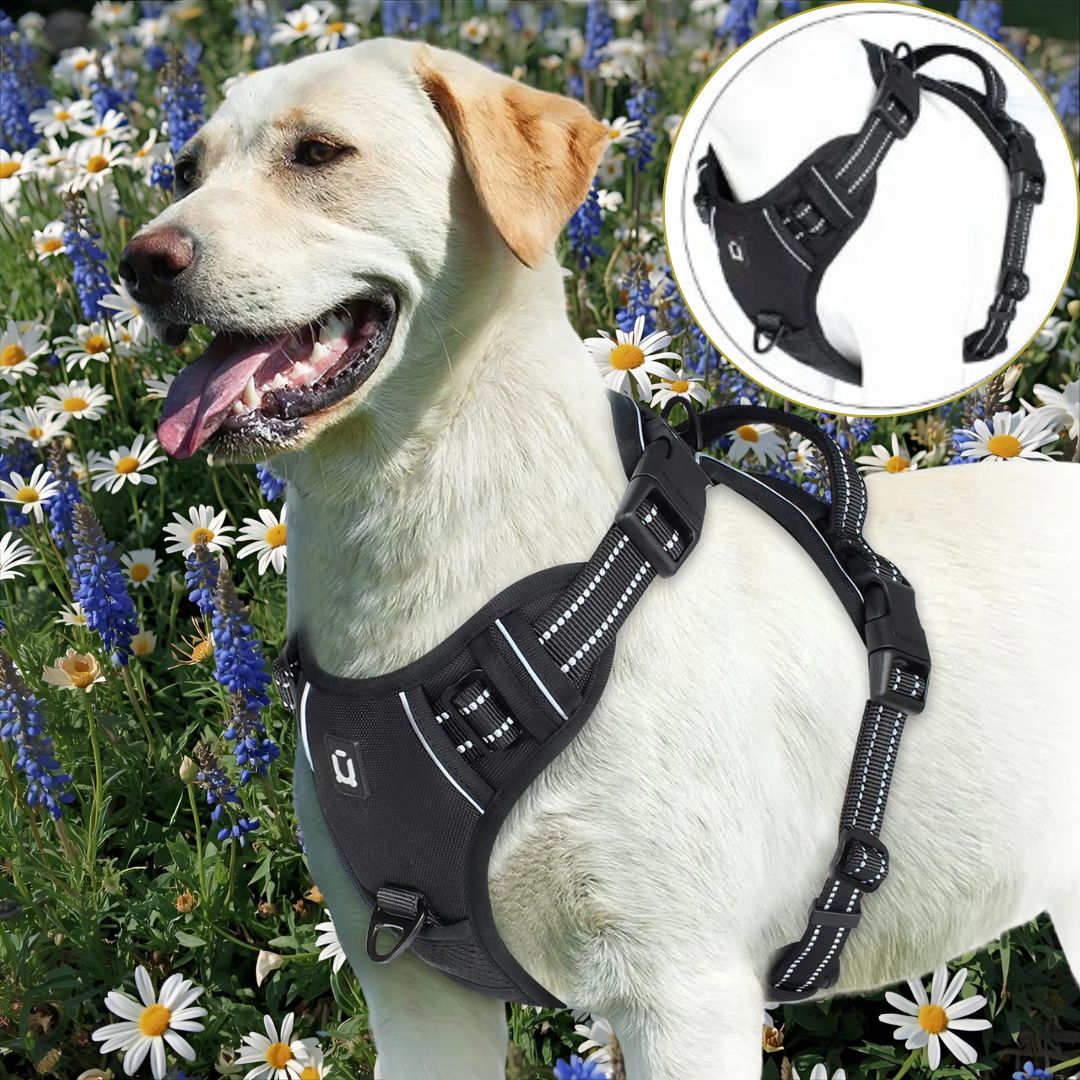 Harnais chien anti traction ǀ ToutouPro™ - Bordeaux - Toutou Pros