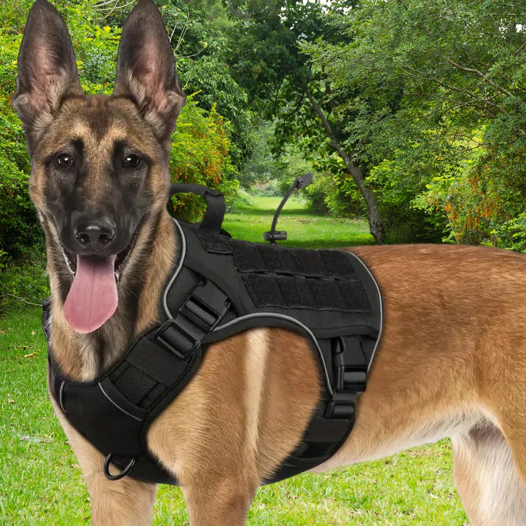 Harnais chien anti traction ǀ ToutouPro™ - Lyon - Toutou Pros