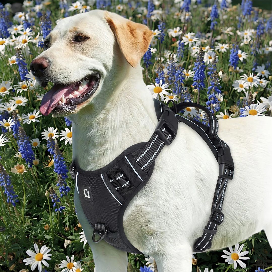 harnais chien anti traction le noiret