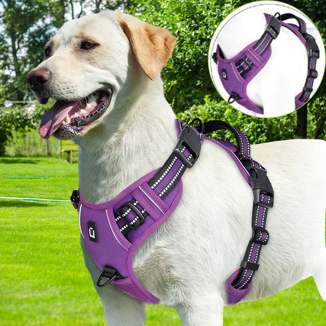 Harnais chien anti traction ǀ ToutouPro™ - Bordeaux - Toutou Pros