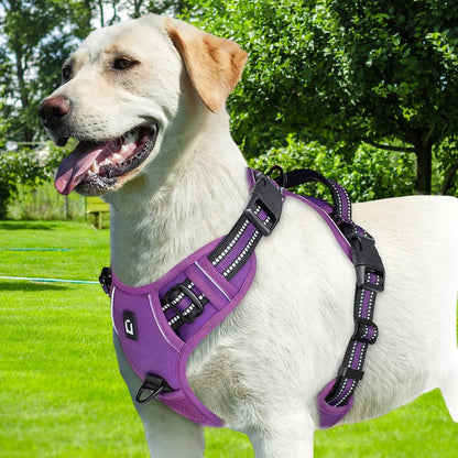harnais chien anti traction le violet