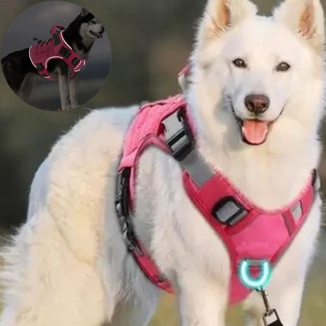 harnais chien anti traction les avantages