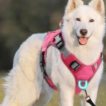 harnais chien anti traction milou