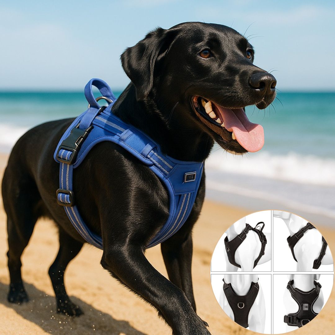 harnais chien anti traction noir securite