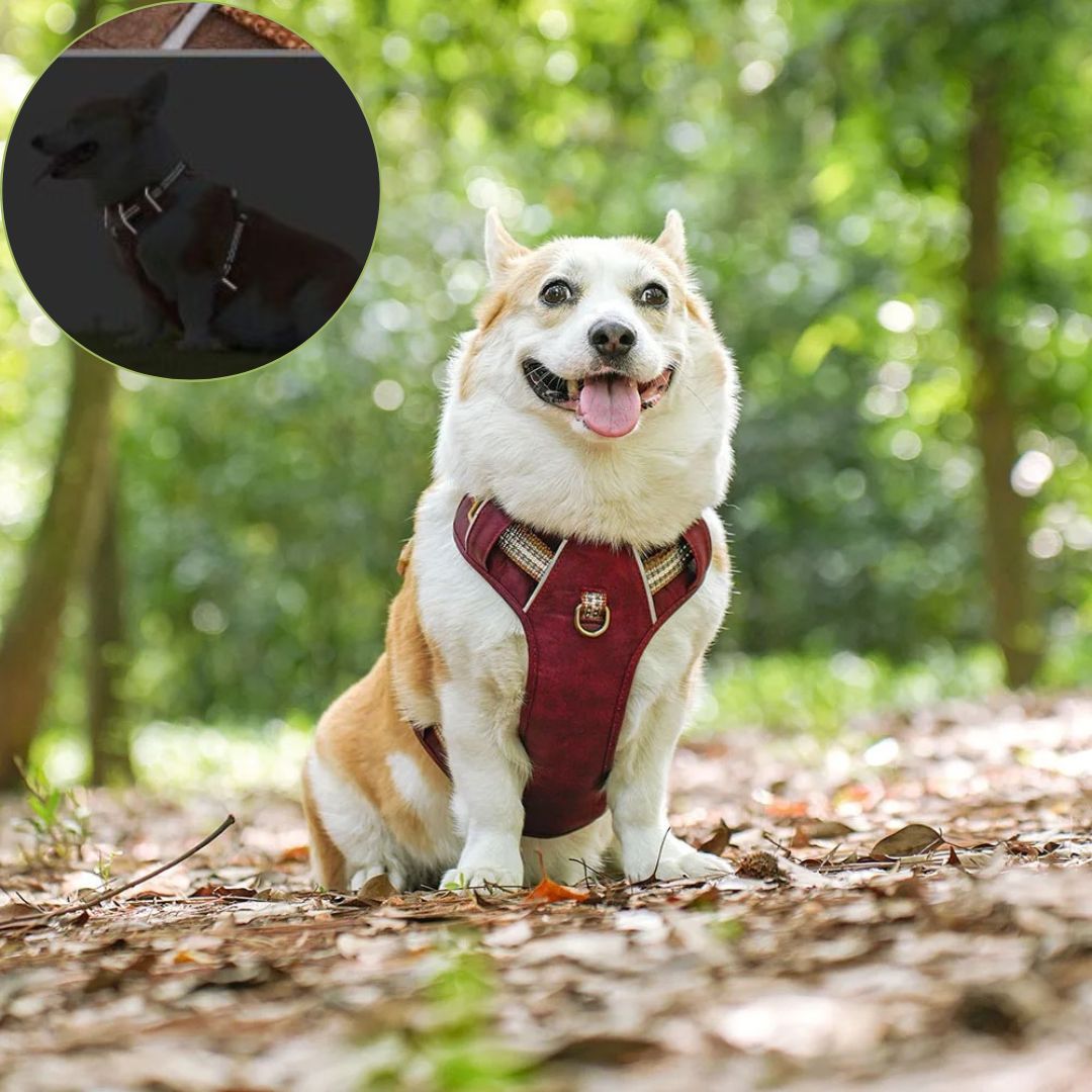 harnais chien anti traction variante reflechis