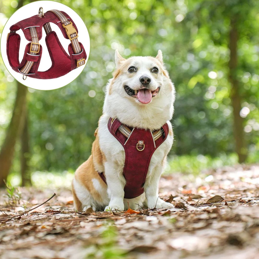 Harnais chien anti traction ǀ ToutouPro™ - Marseille - Toutou Pros